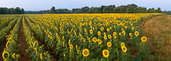 20070709_7497-7509-Sunflower-Master-Pano-FL-w-adj-ver-a_v1.jpg