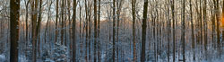 20100108_D3x_DSC4750_4762_pano_Master_extrap_to_3.6_to_1_37x10.2.jpg